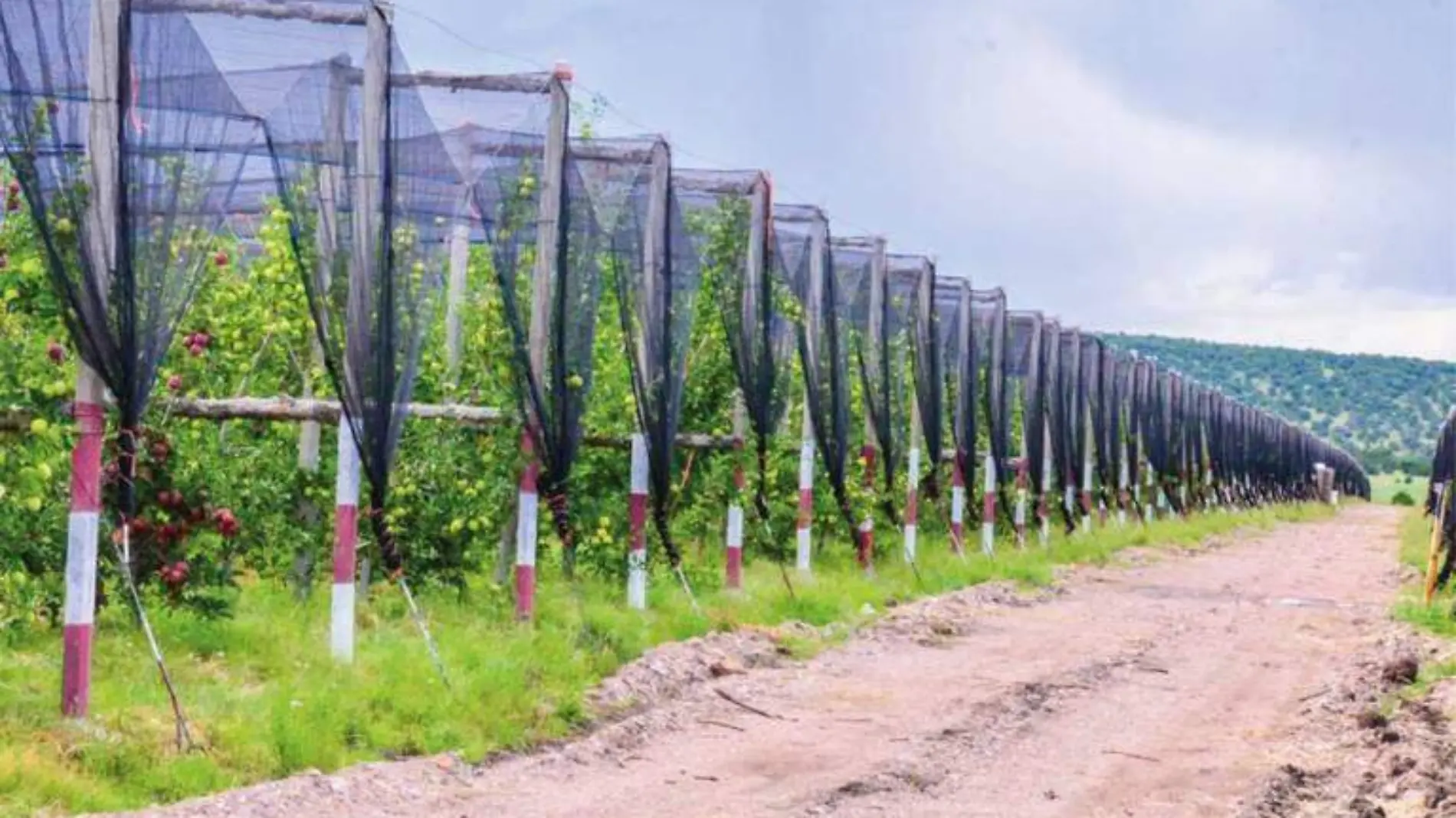 árboles de manzana